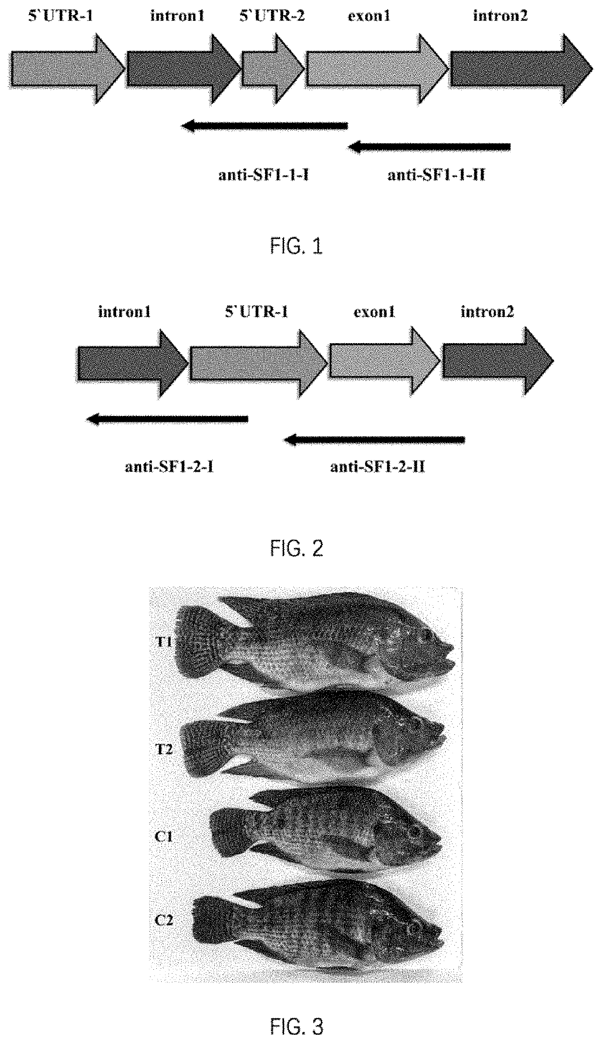 Combination of antisense RNA sequences and use in the production of abortive tilapia