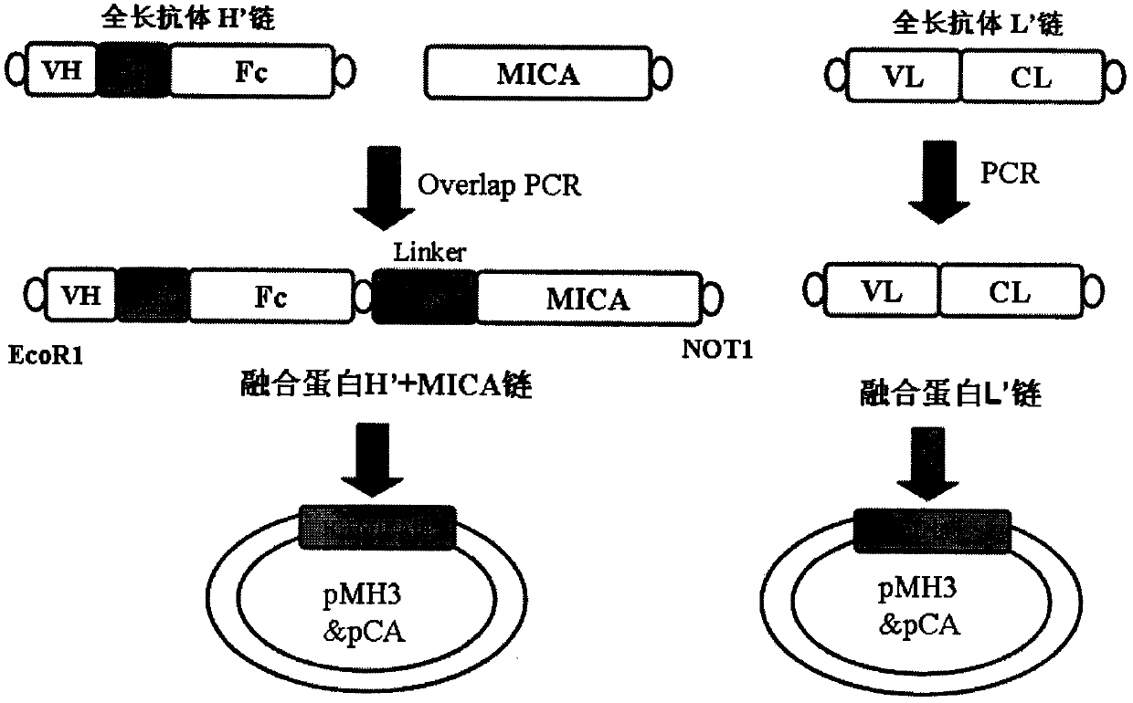 Preparation and application of an antibody fusion protein targeting vegfr2