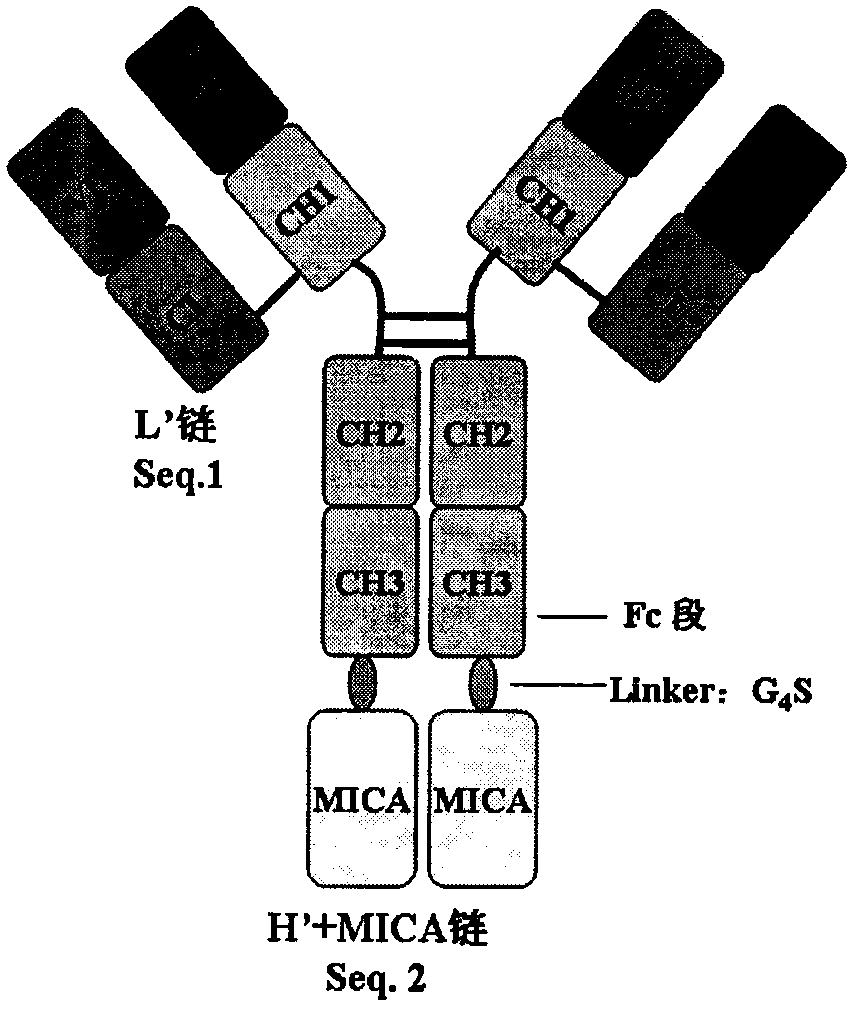 Preparation and application of an antibody fusion protein targeting vegfr2