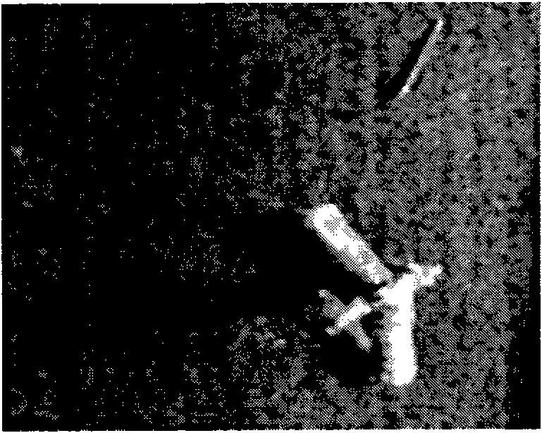 Side-scanning sonar image region-of-interest extracting method based on region growing