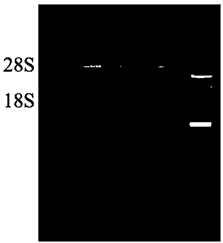 Rheum tanguticum chalcone synthase Rt-CHS1 gene, protein and cloning method