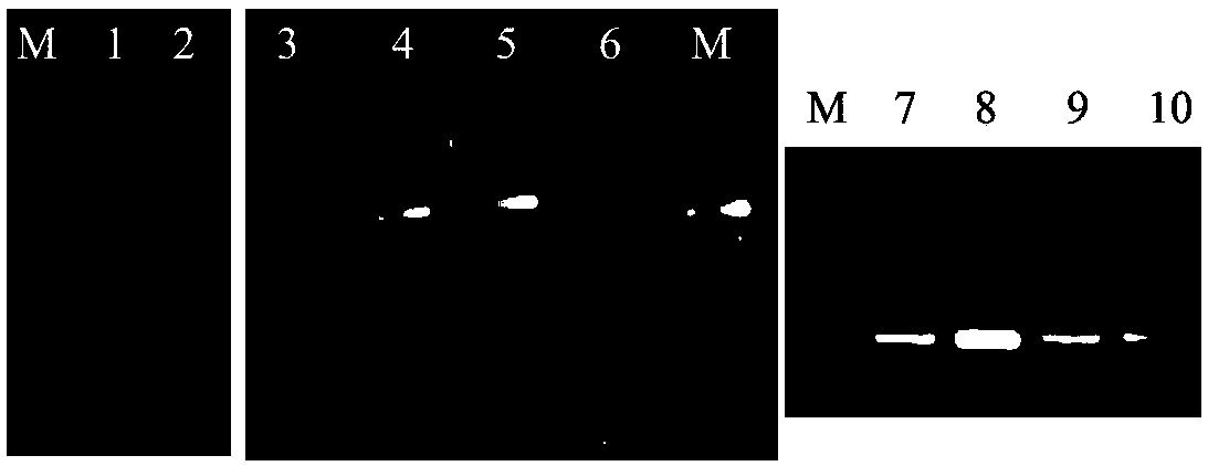 Rheum tanguticum chalcone synthase Rt-CHS1 gene, protein and cloning method