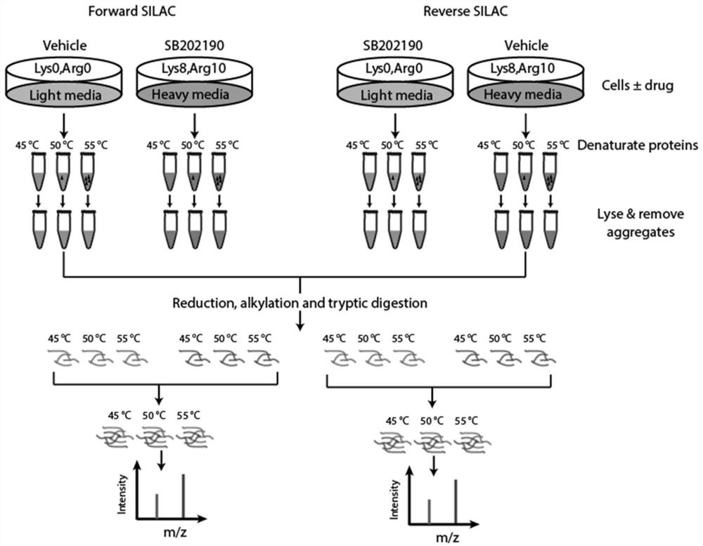 Method and application of protein thermal stability measurement combined with bidirectional stable isotope labeling proteomics screening drug targets