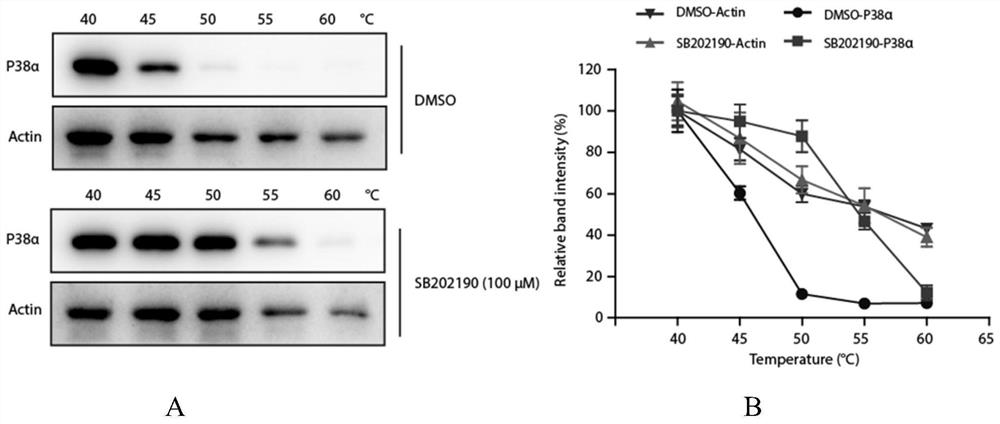 Method and application of protein thermal stability measurement combined with bidirectional stable isotope labeling proteomics screening drug targets