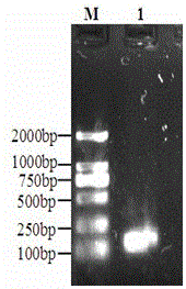 Construction of pd-l1 recombinant plasmid in porcine peripheral blood mononuclear lymphocytes, real-time detection method of gene abundance and its application