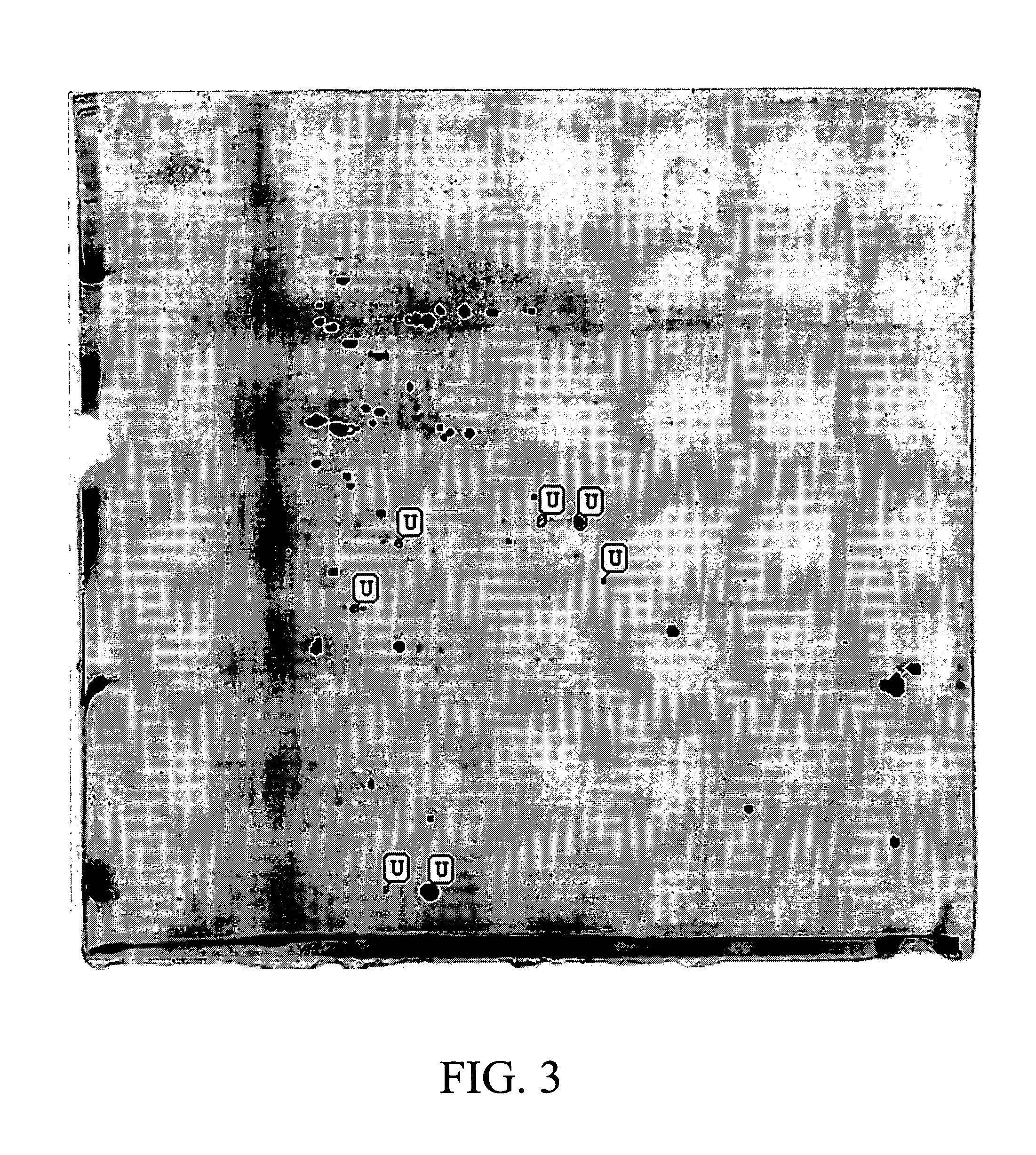 Microorganism strain of GM-020 of <i>Lactobacillus rhamnosus </i>and its use for treating obesity