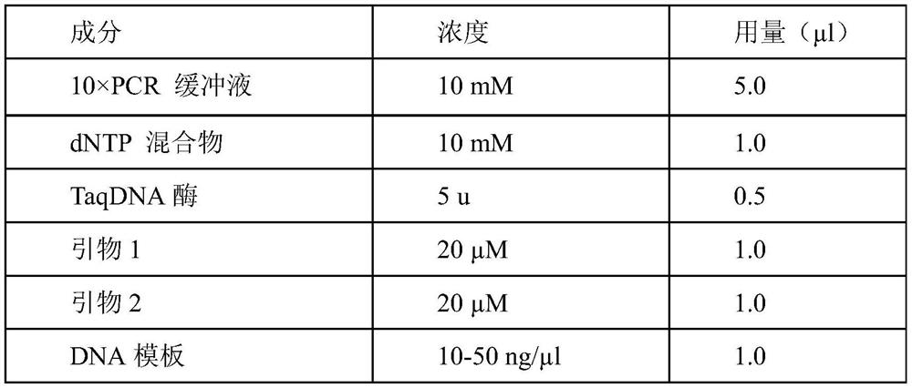 Chaetomium globosum and application thereof in promoting growth and increasing yield of wheat