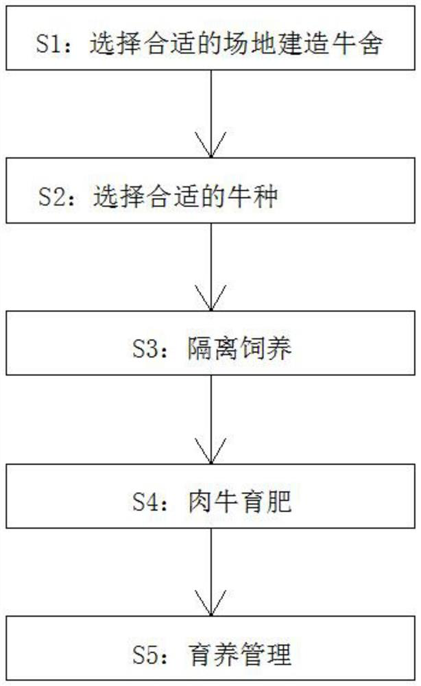 Beef cattle fattening feeding method