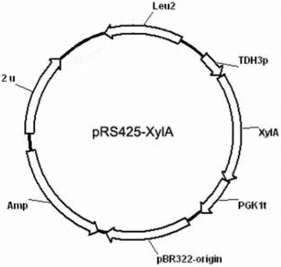 Saccharomyces cerevisiae strain and application of strain in production of ethanol by co-fermentation of glucose and xylose