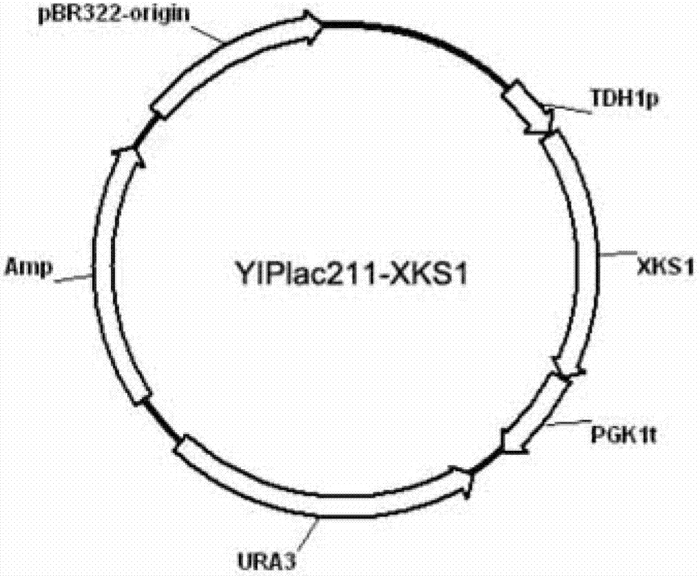 Saccharomyces cerevisiae strain and application of strain in production of ethanol by co-fermentation of glucose and xylose