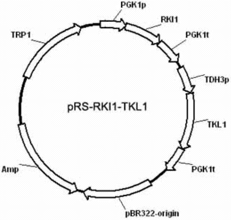 Saccharomyces cerevisiae strain and application of strain in production of ethanol by co-fermentation of glucose and xylose