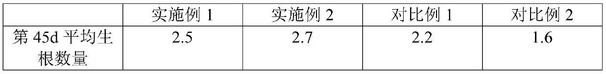 Seedling culture method for Camellia oleifera