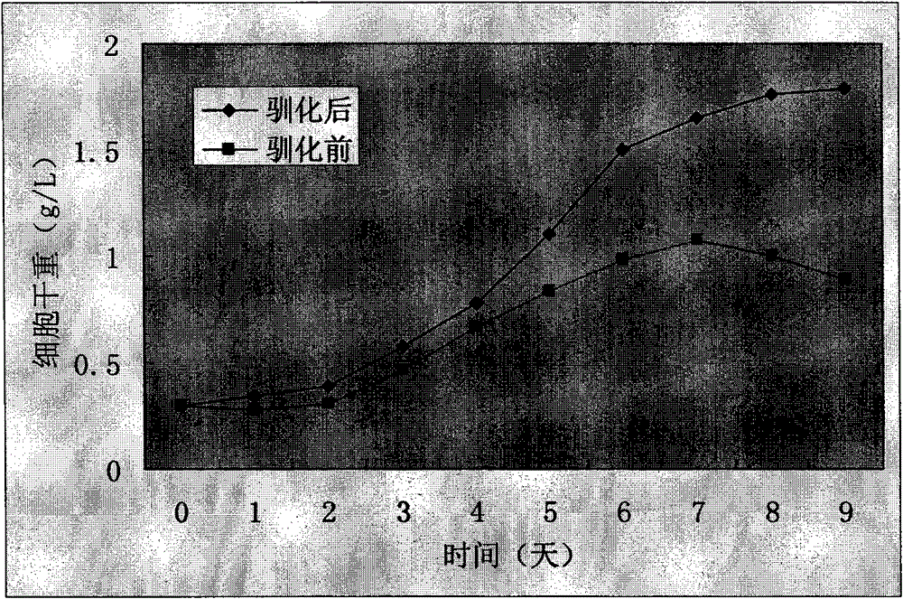 Domestication method of nostoc and application thereof