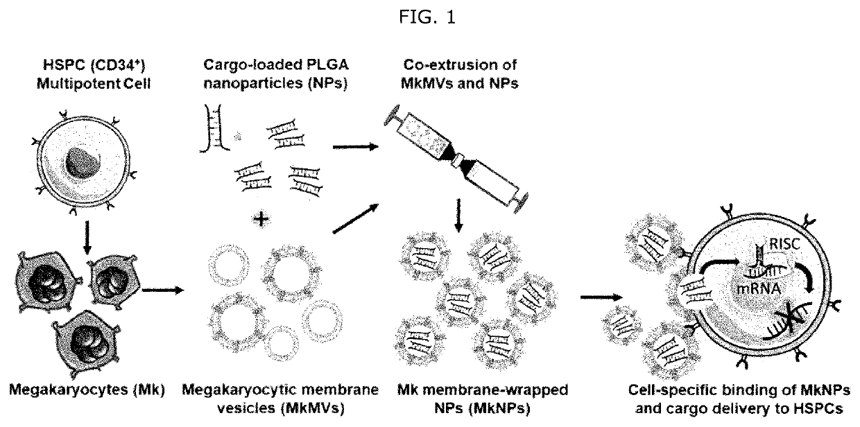 Biomembrane-covered nanoparticles (bionps) for delivering active agents to stem cells