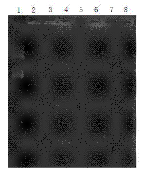 Cationized pleurotus eryngii polysaccharide nanoparticle genetic transmission system and preparation method thereof