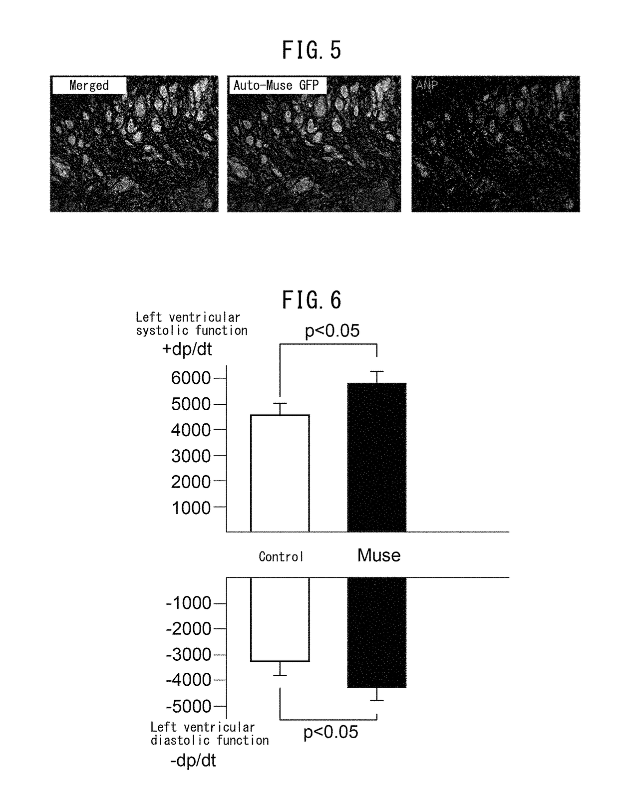 Pluripotent stem cell that induces repair and regeneration after myocardial infarction