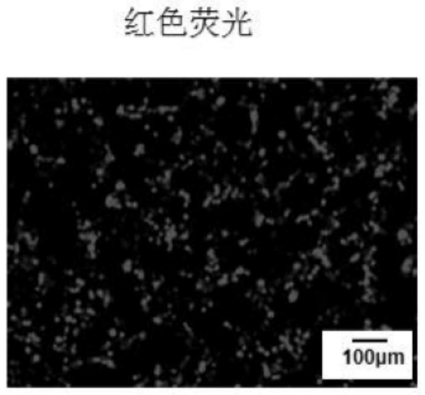 A kind of brain targeting exosome, its preparation method and application