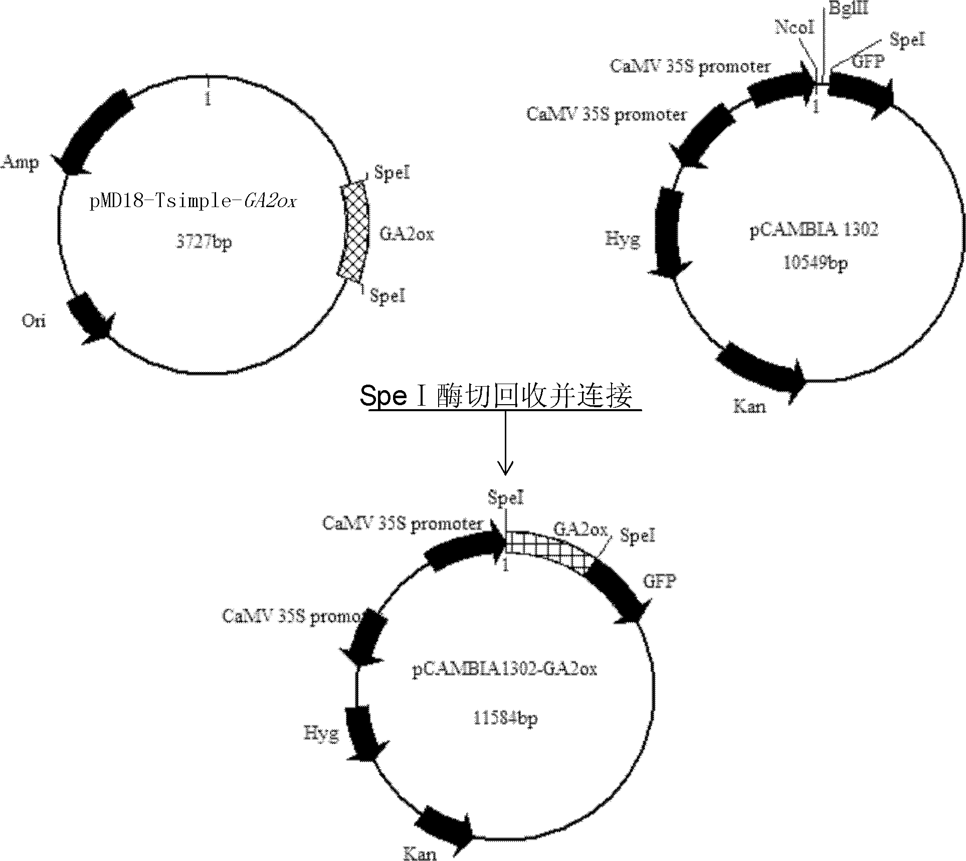 Plant dwarfing related protein ga2ox and its coding gene and application