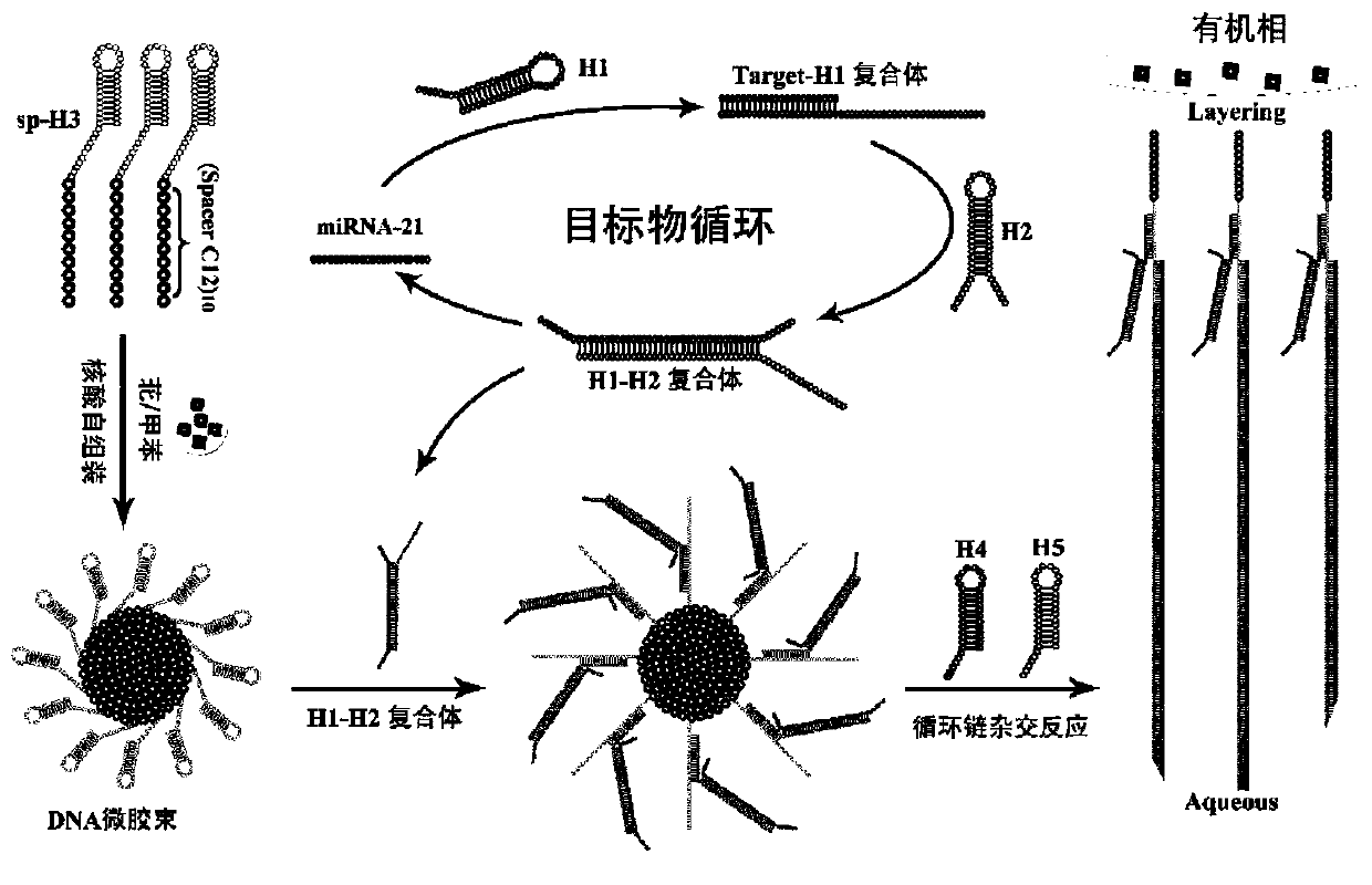 Amphiphilic DNA nano-micelle and preparation method and application thereof