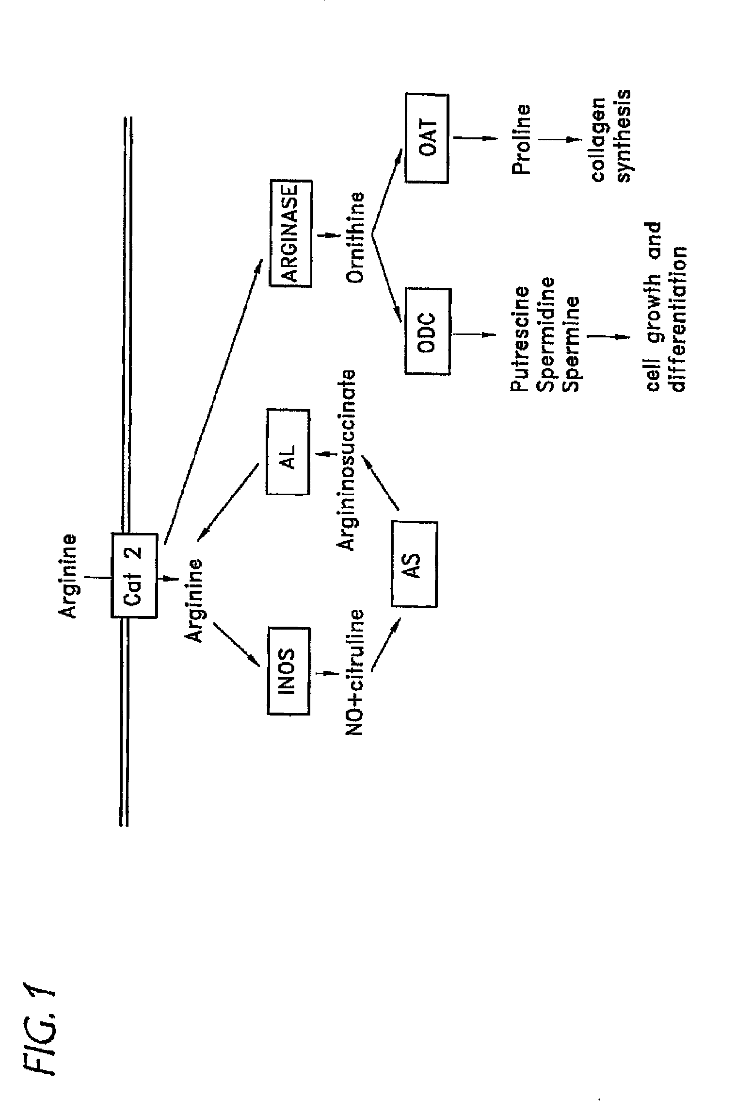 Treatment for asthma and allergy