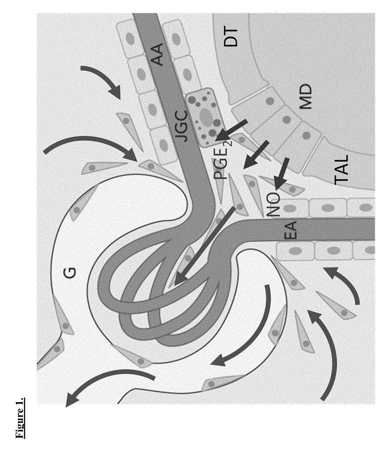 Targeting macula densa cells as a new therapeutic approach for kidney disease