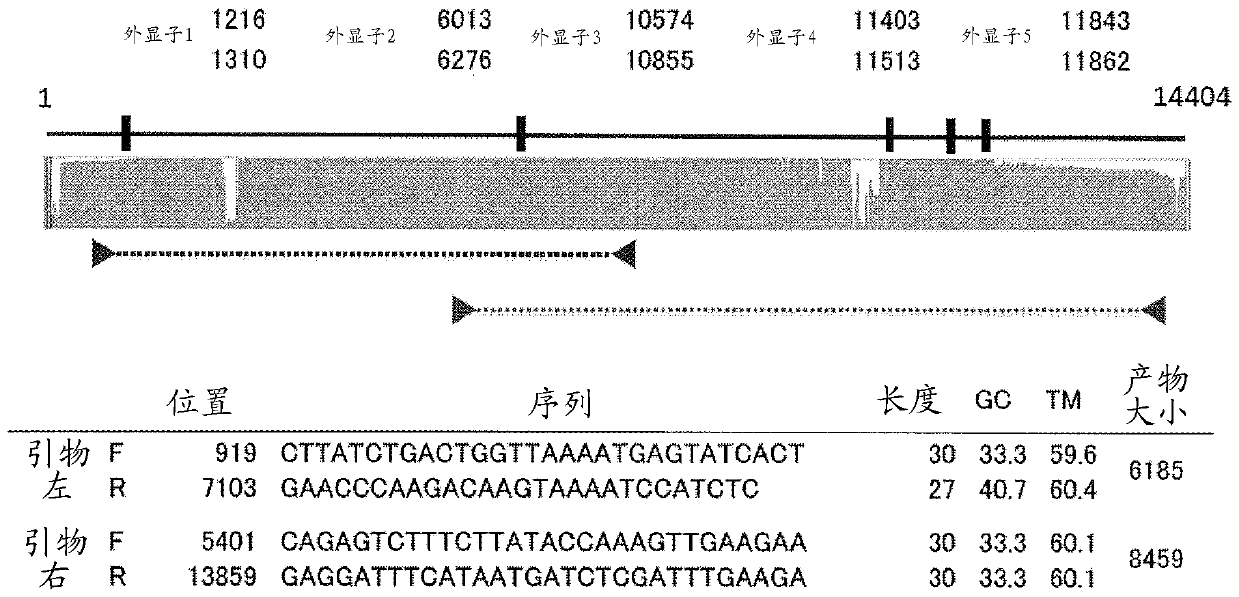 PCR primer set for HLA gene, and sequencing method using same