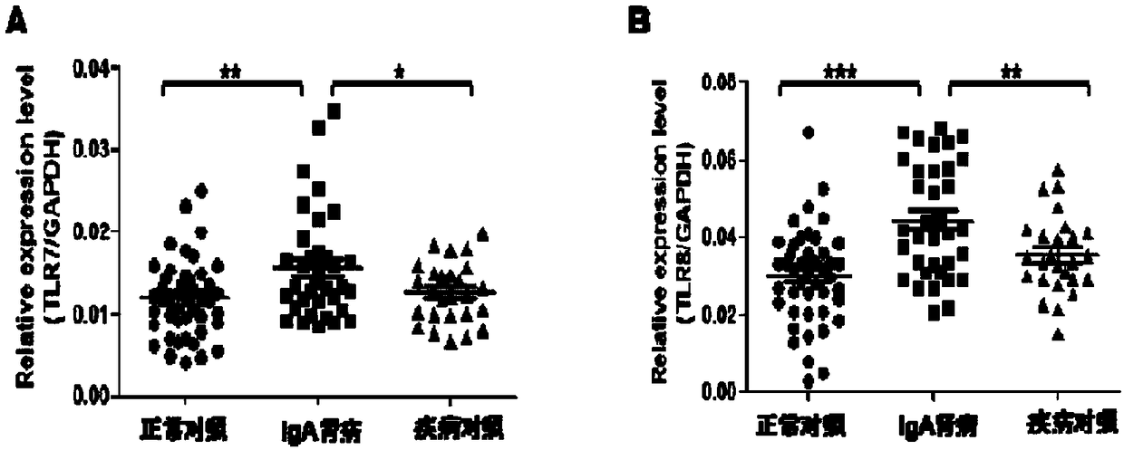 Application of TLR7 and TLR8 as prophylactic and therapeutic targets for IgA nephropathy and inhibitors of TLR7 and their use