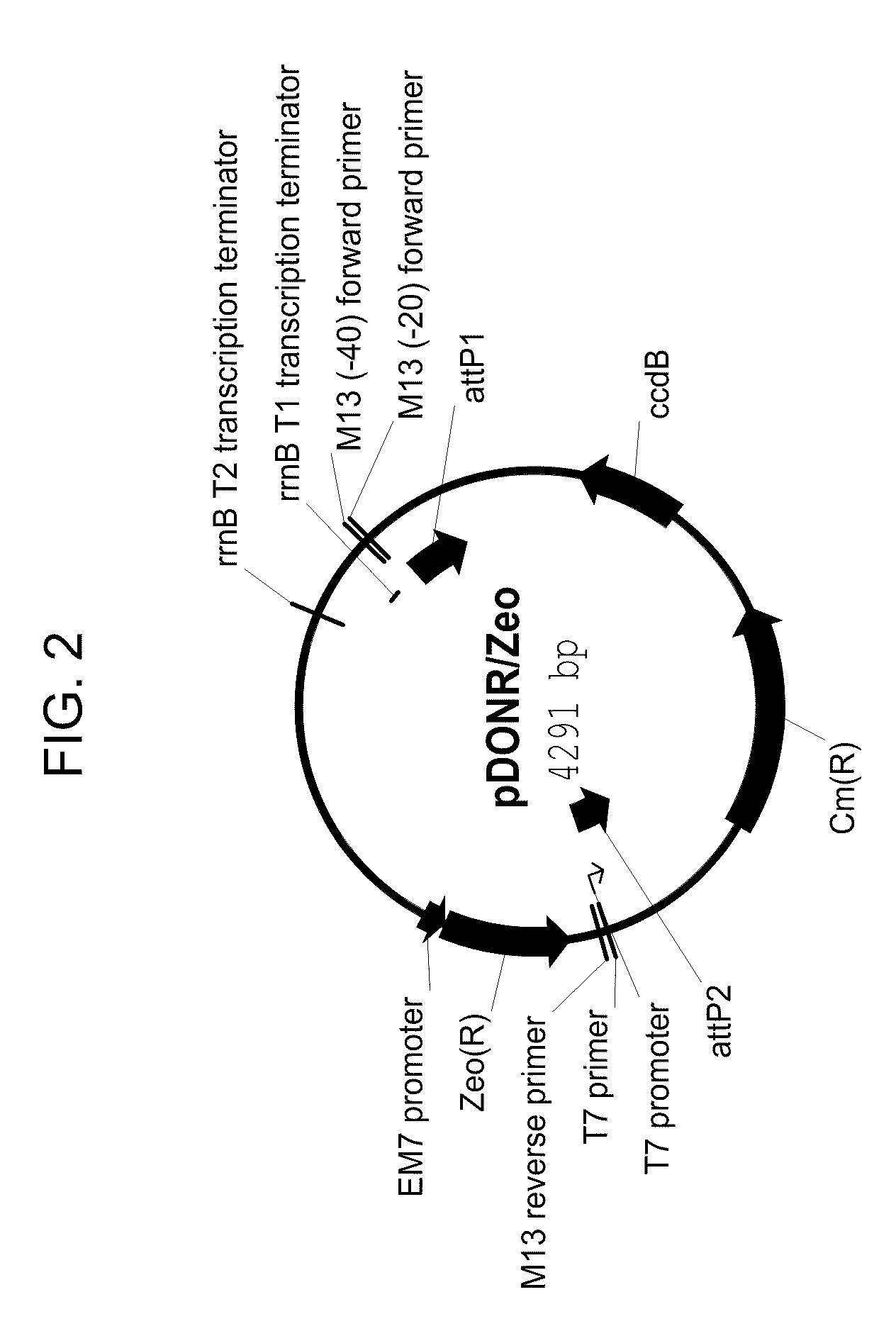 Drought tolerant plants and related constructs and methods involving genes encoding ferredoxin family proteins