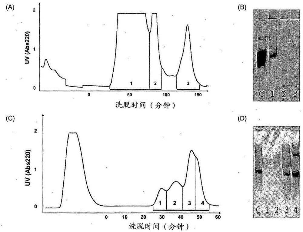 Composition for preventing or treating staphylococcus aureus infection