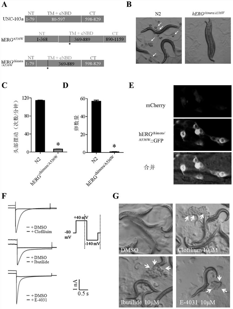 A method for screening Herg potassium ion channel agonists and toxicity detection