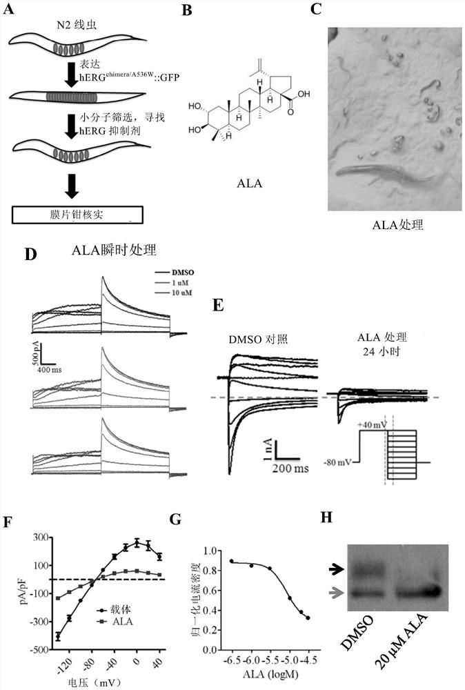 A method for screening Herg potassium ion channel agonists and toxicity detection