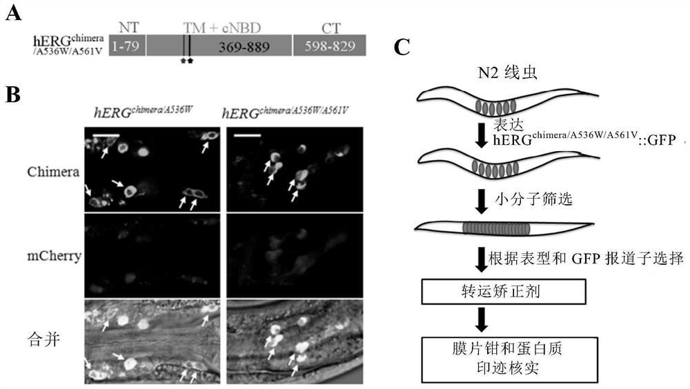 A method for screening Herg potassium ion channel agonists and toxicity detection