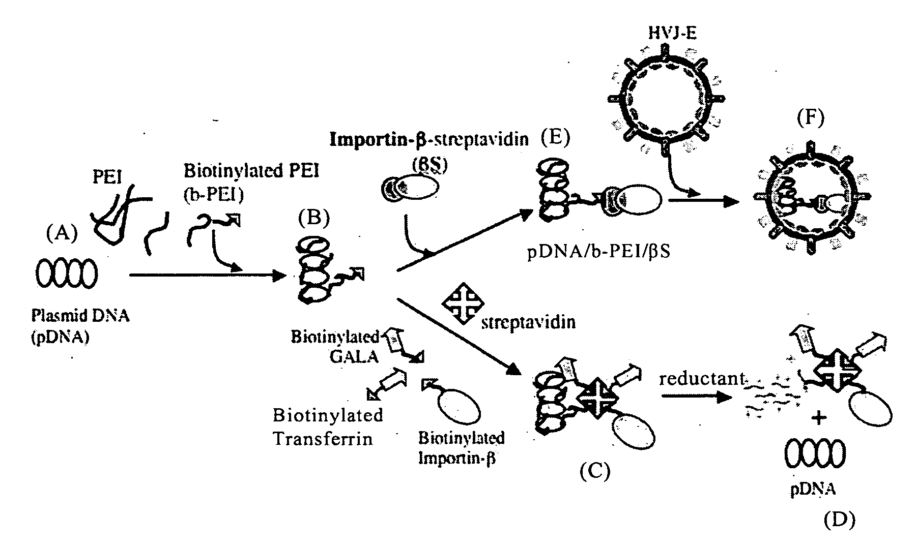 Nucleic Acid Construct