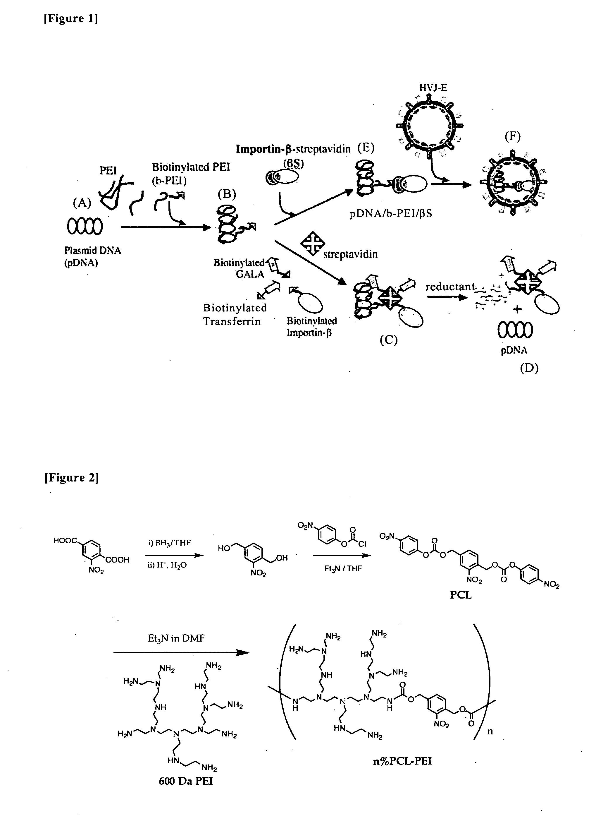 Nucleic Acid Construct