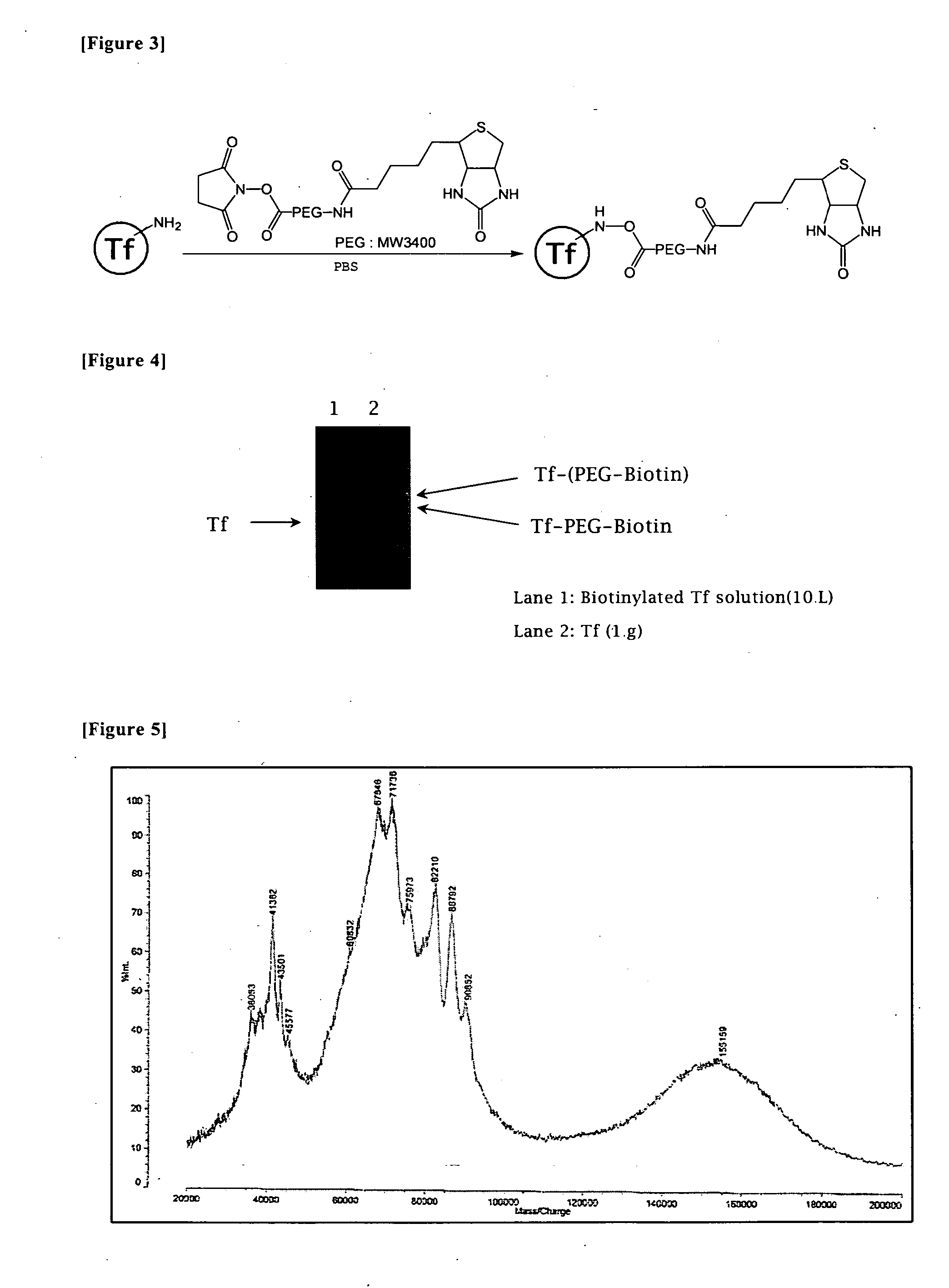 Nucleic Acid Construct