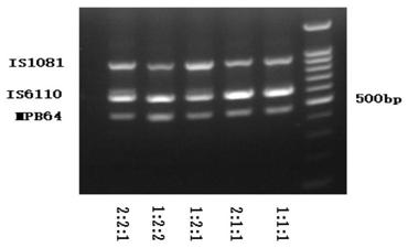 Reagent kit for detecting pathogenic mycobacterium tuberculosis through uniting multiplex PCR, nested-PCR and touch-down PCR