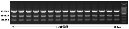 Reagent kit for detecting pathogenic mycobacterium tuberculosis through uniting multiplex PCR, nested-PCR and touch-down PCR