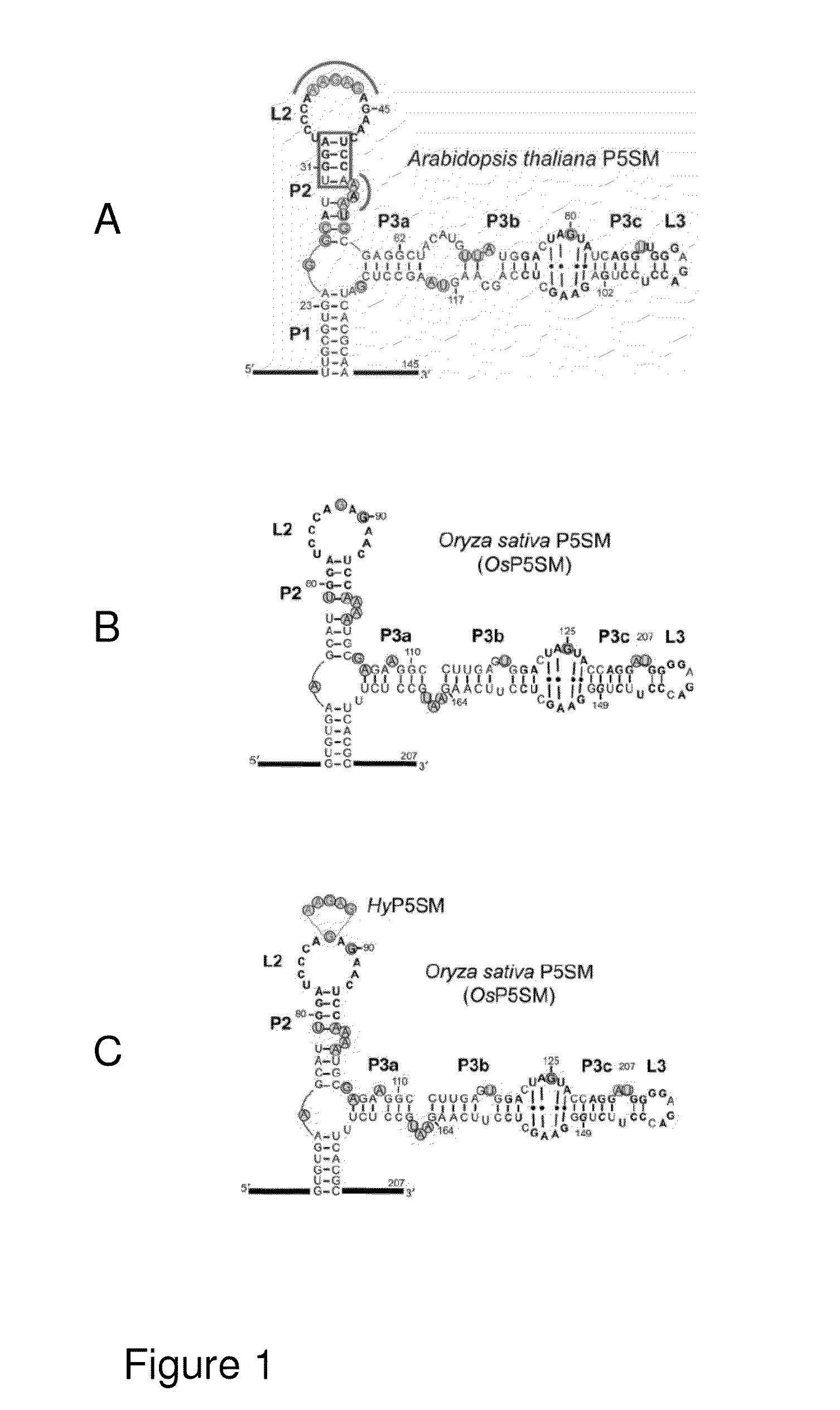 P5sm suicide exon for regulating gene expression