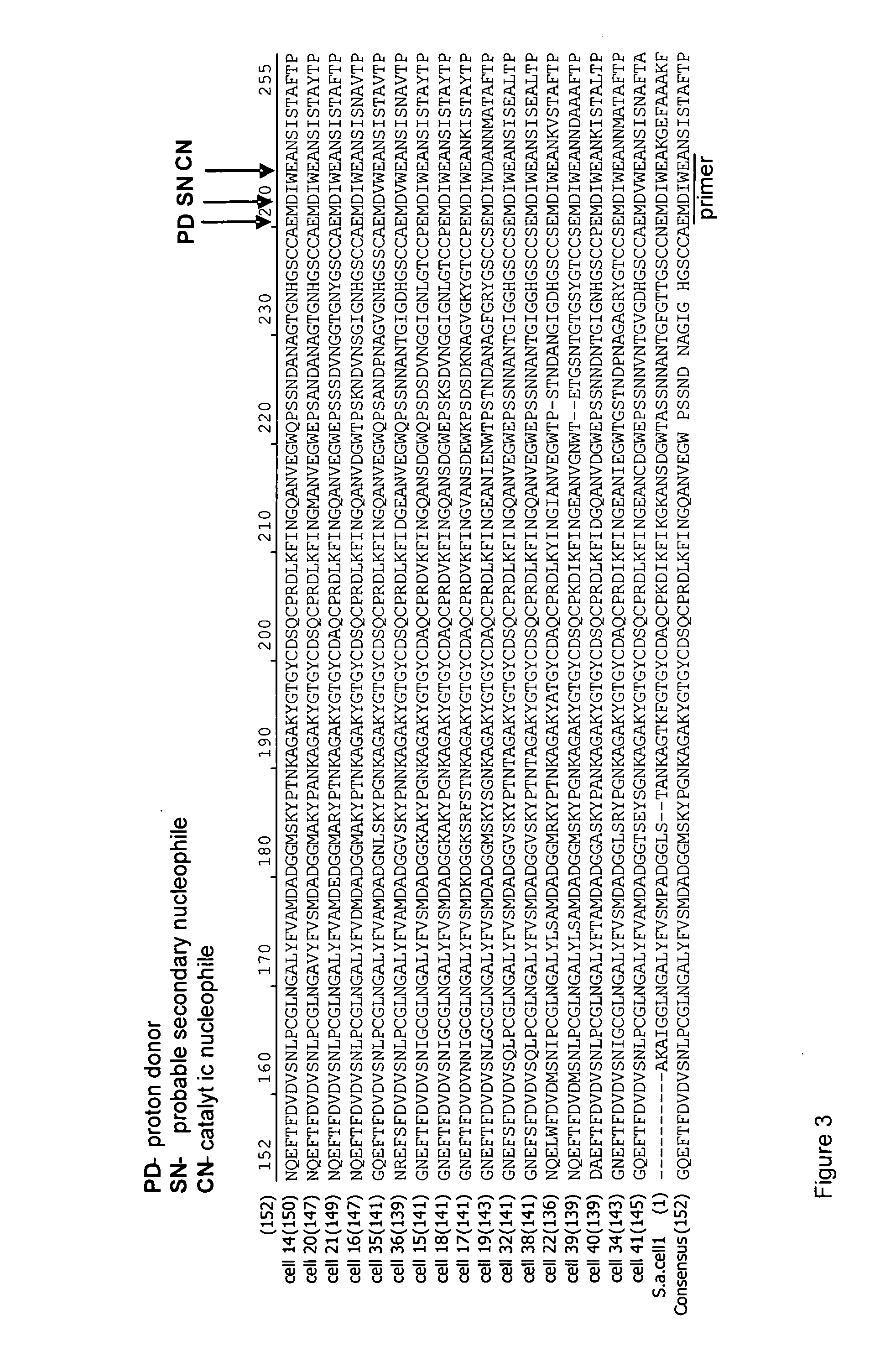 Isolation and Characterization of Schizochytrium Aggregatum Cellobiohydrolase I (CBH I)