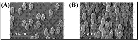 Compound with alpha-glucosaccharase inhibitory activity in mulberry leaf and application of compound