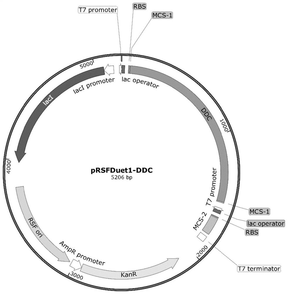 Engineering strain for synthesizing serotonin by using 5-hydroxytryptophan as substrate microorganism, construction and application thereof