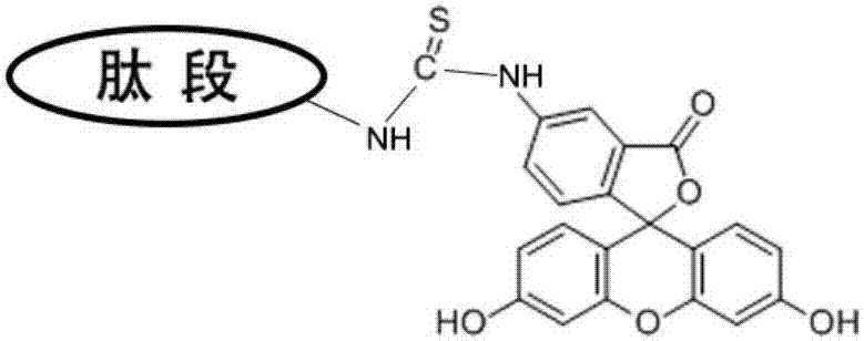 Polypeptide fluorescent probe and preparation method and applications thereof