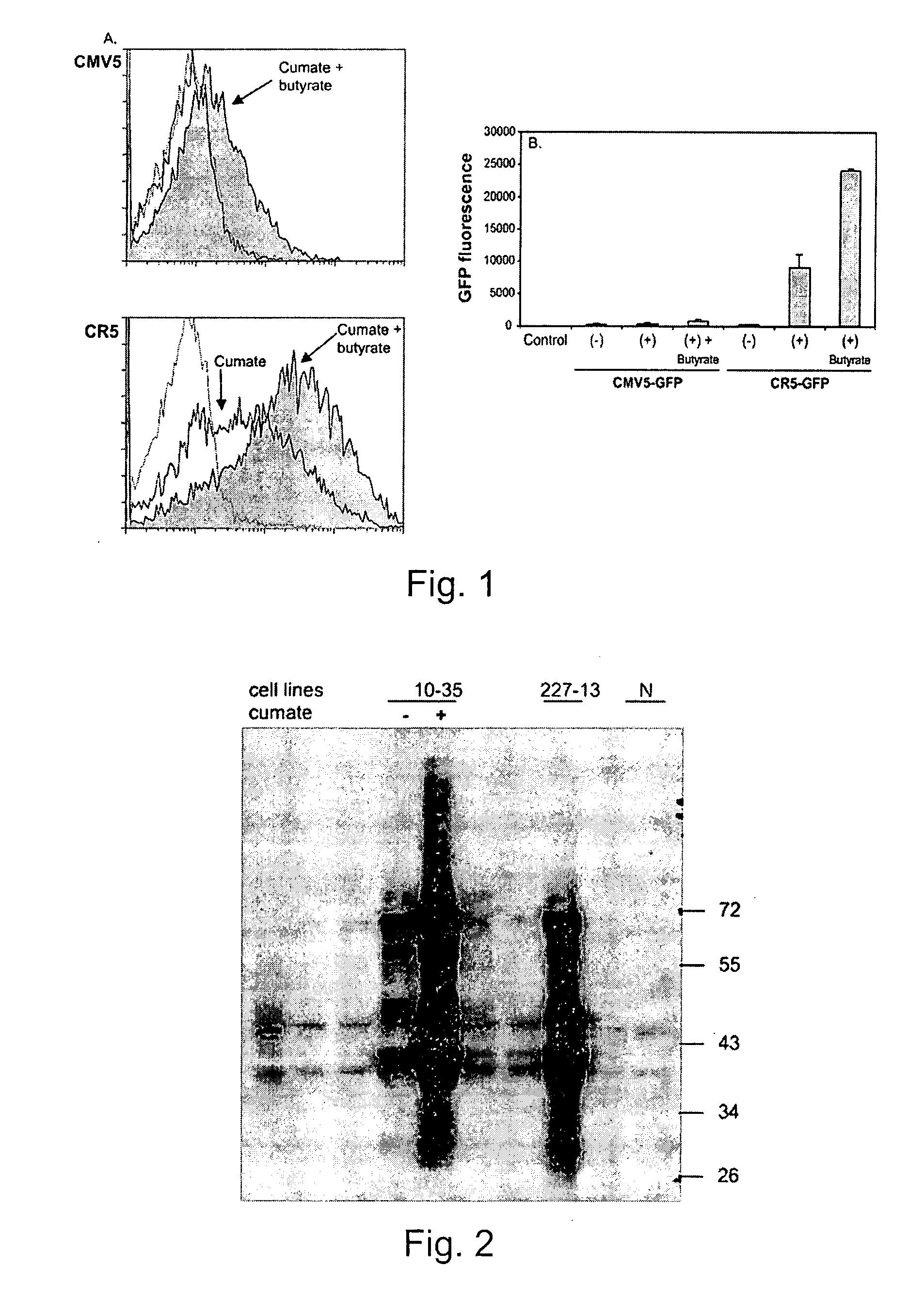 System for regulated and enhanced baculovirus mediated transient transgene expression in mammalian cells