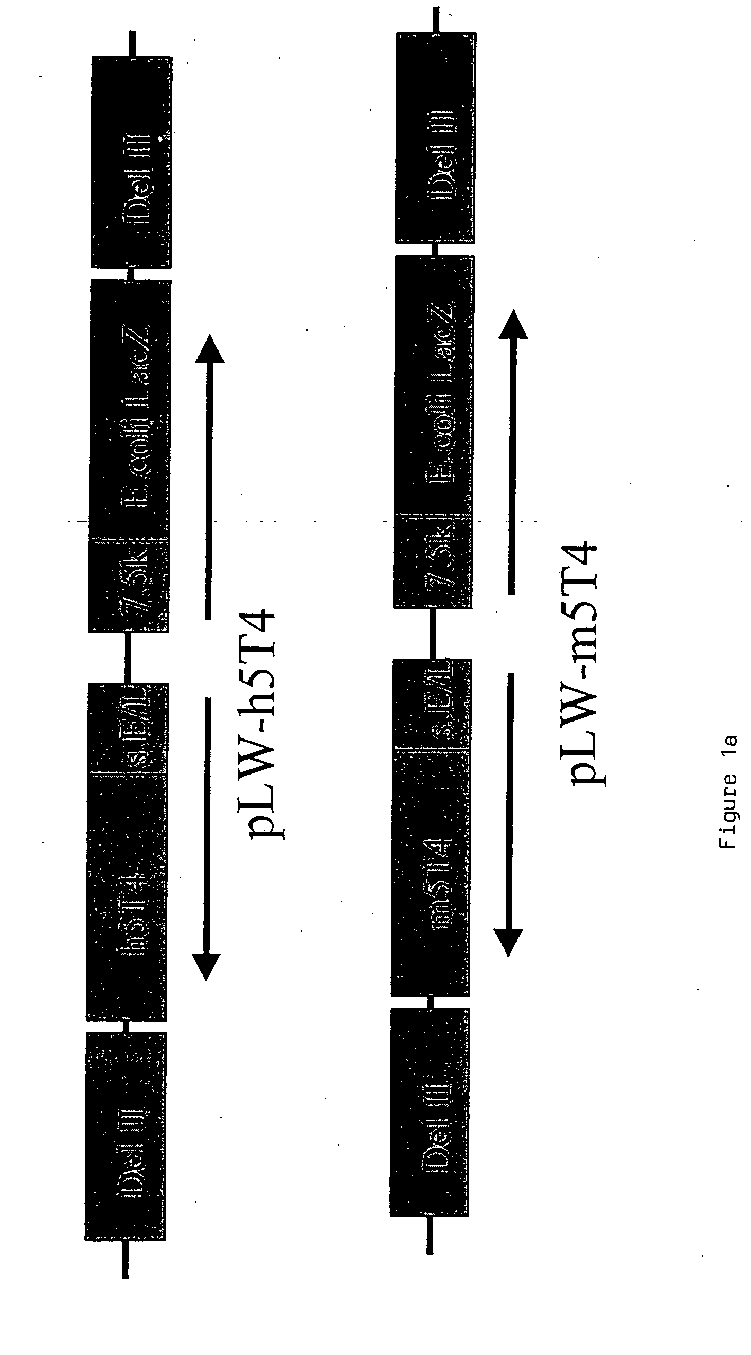 Polypeptide