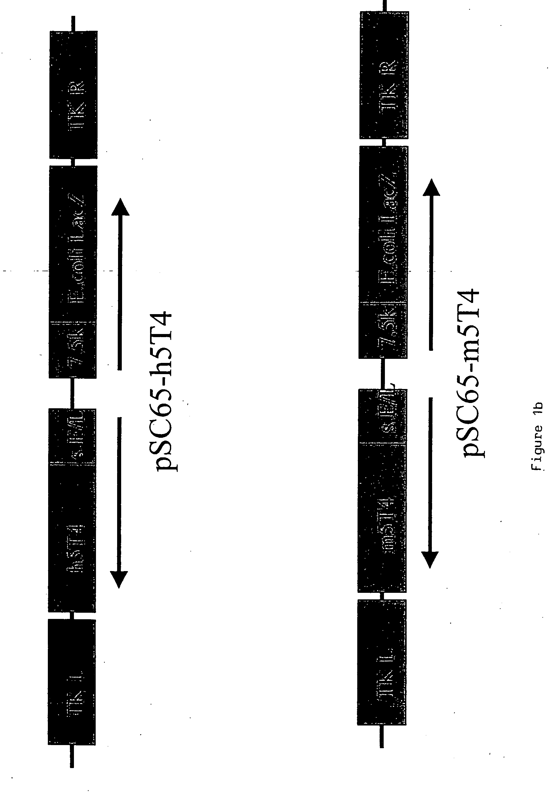 Polypeptide