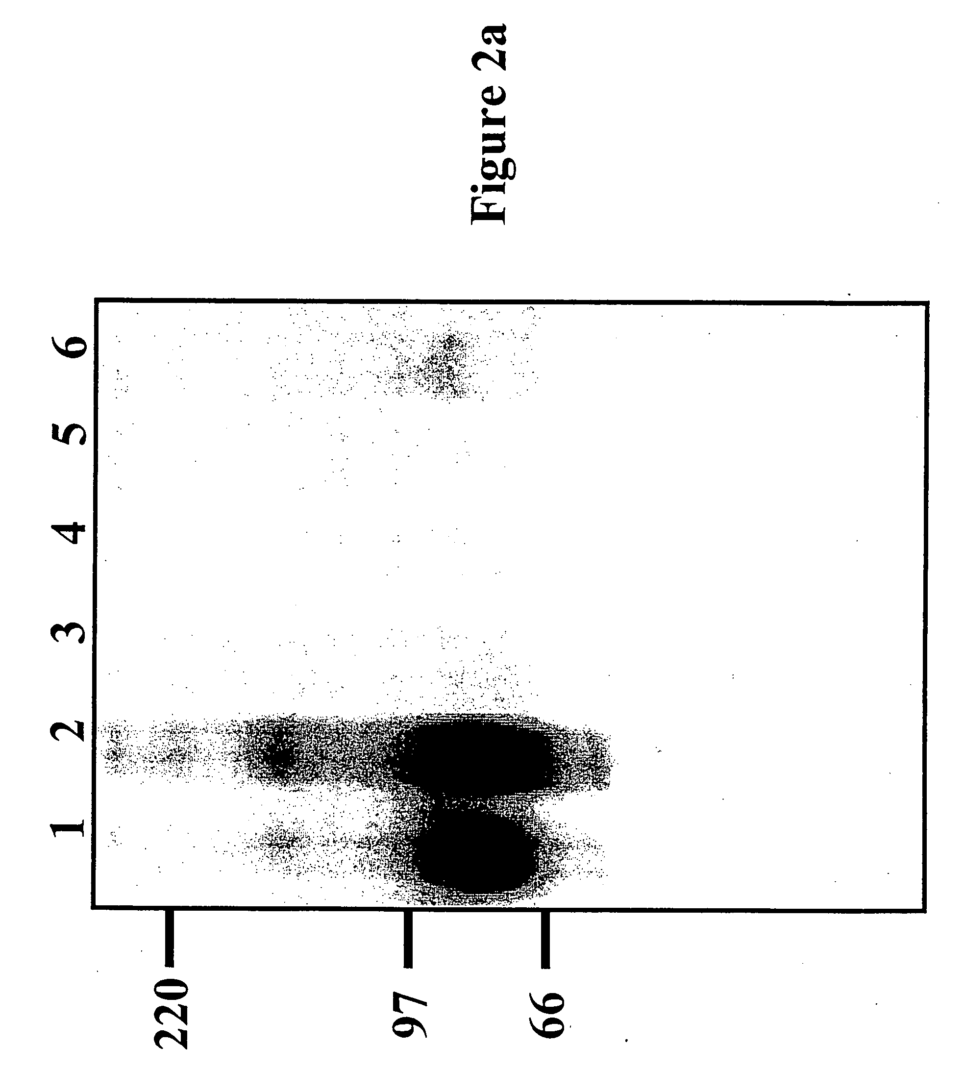 Polypeptide