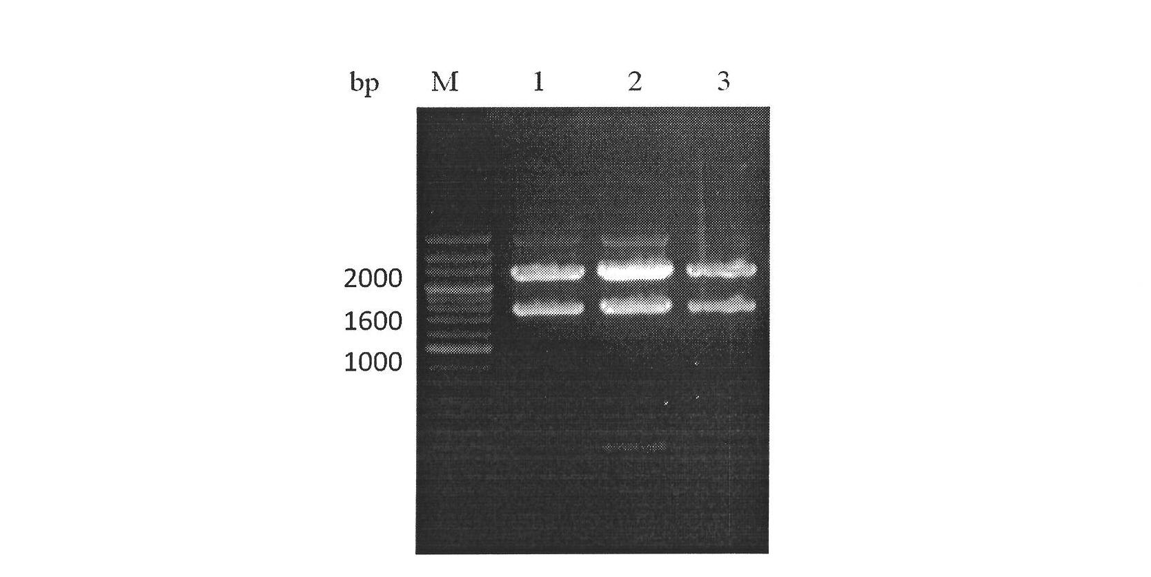 Fusion protein of antibody targeted complement regulatory factor for treating myasthenia gravis