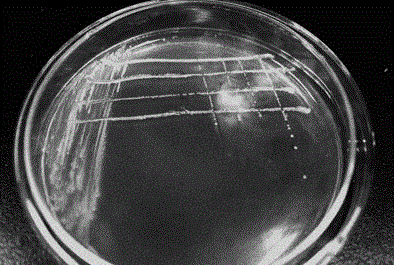 Pseudomonas MXB-03 for degrading bromoxynil octanoate and application of pseudomonas MXB-03