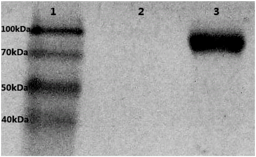 A recombinant Pichia pastoris strain co-expressing exo-inulinase and endonuclease and its construction method and application