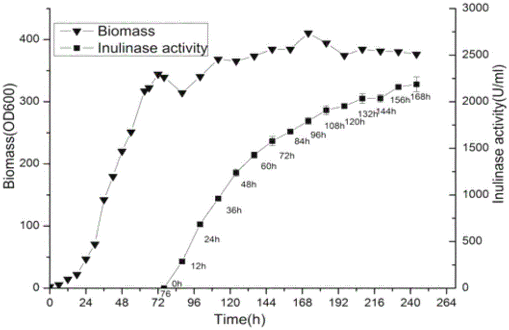 A recombinant Pichia pastoris strain co-expressing exo-inulinase and endonuclease and its construction method and application